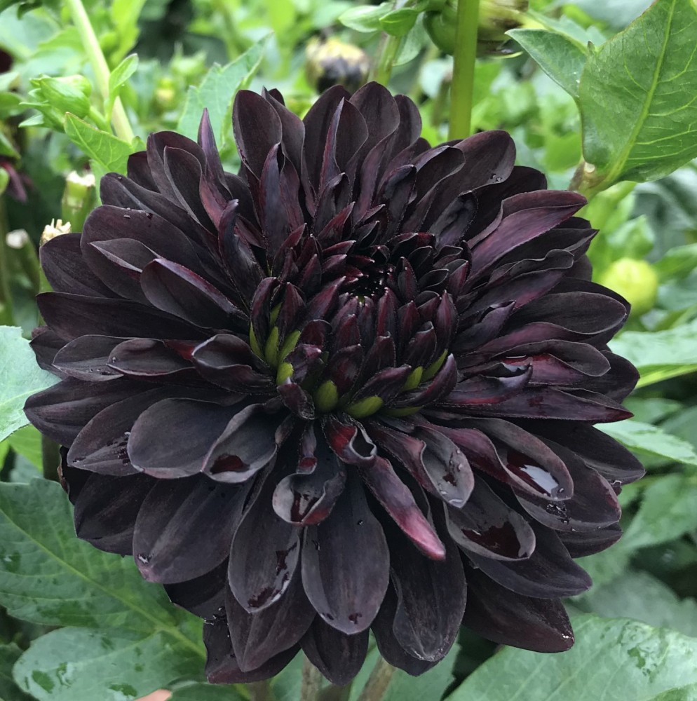 Dahlia grey фото